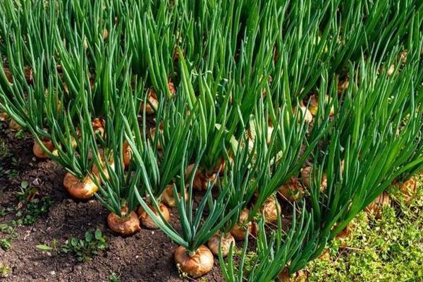 洋蔥苗怎么種植