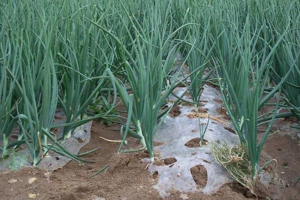 洋蔥苗怎么種植