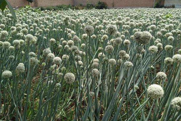 洋蔥苗怎么種植