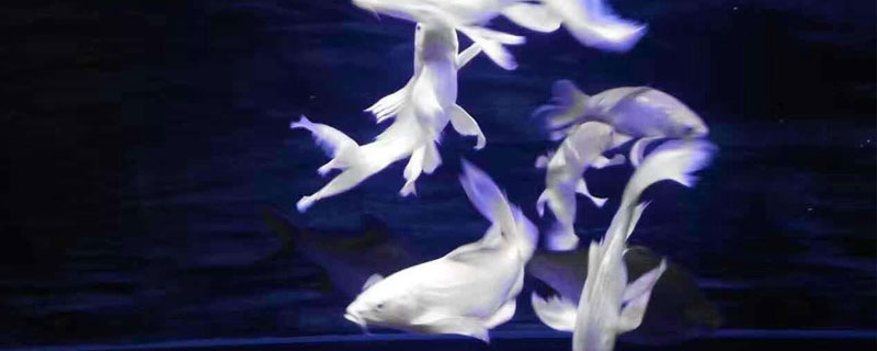 臺灣蝴蝶鯉魚養殖方法