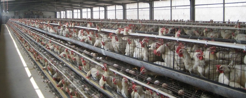 養(yǎng)殖蛋雞的雞舍怎么建