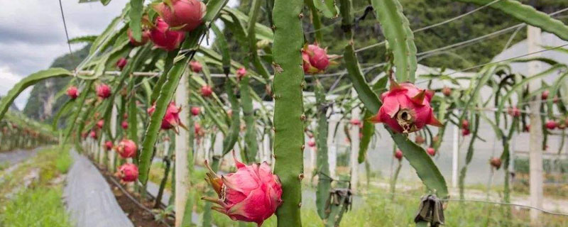 火龍果用什么肥料施肥