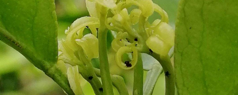 吡蟲啉能殺哪些害蟲