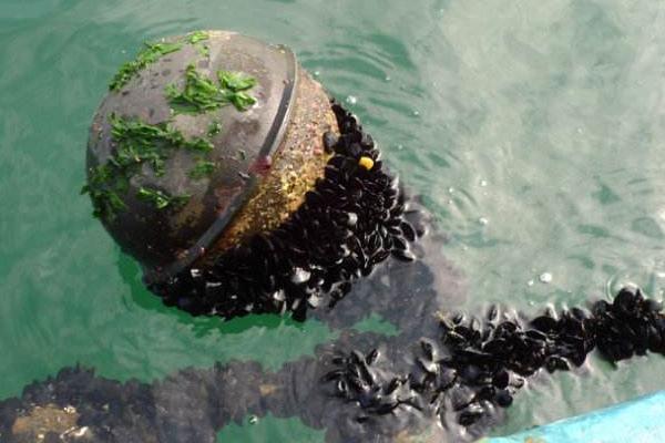 海虹的養(yǎng)殖方法