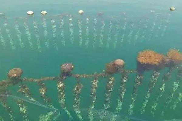 海虹的養(yǎng)殖方法