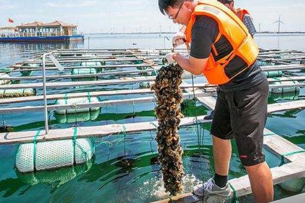 海虹的養(yǎng)殖方法