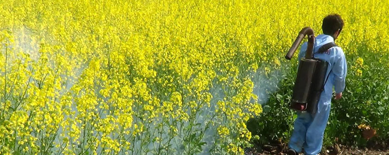 油菜菌核病防治時間