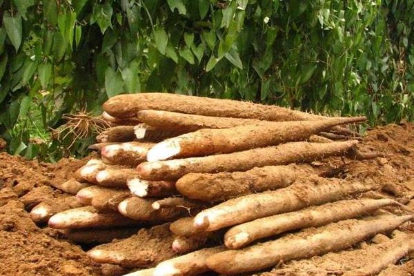 如何懸空種植山藥