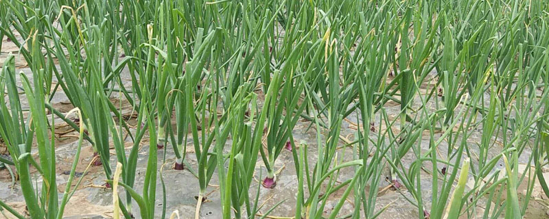 洋蔥苗怎么種植