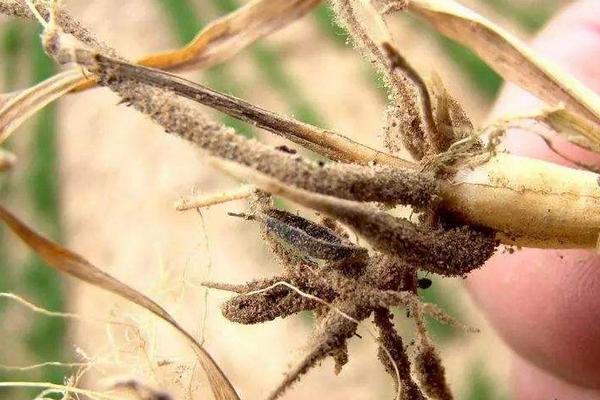 小麥紋枯病用什么藥