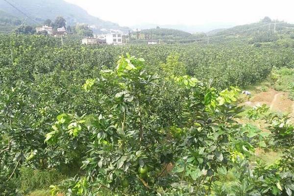 馬家柚種植方法