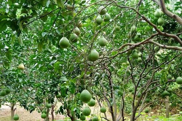 馬家柚種植方法