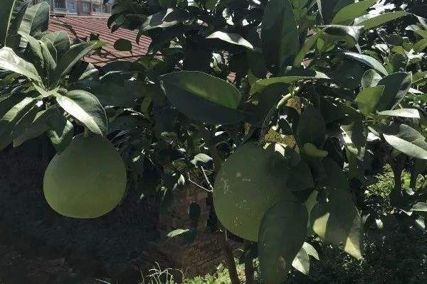 馬家柚種植方法