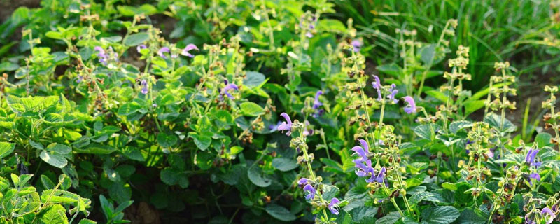 種丹參用什么肥料