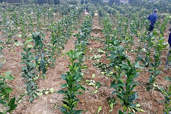 馬家柚種植方法