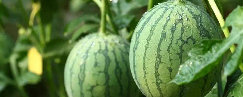 西瓜高產高效種植技術
