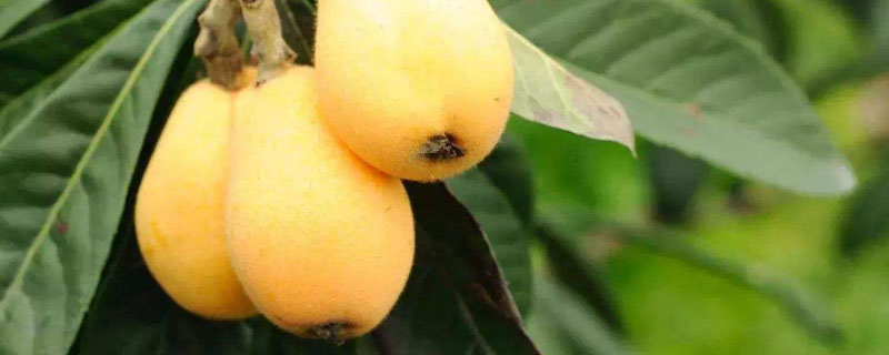 白沙枇杷種植條件