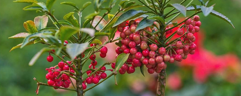 朱砂根的養(yǎng)殖方法和注意事項(xiàng)