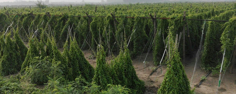 如何懸空種植山藥