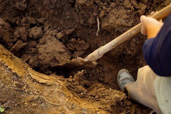 如何懸空種植山藥