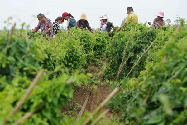 如何懸空種植山藥