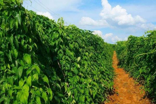 如何懸空種植山藥