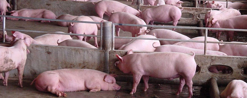 各種豬病的治療方法