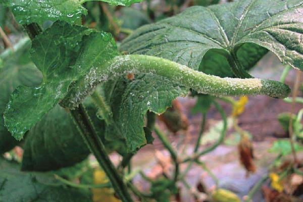 枯草芽孢桿菌使用禁忌