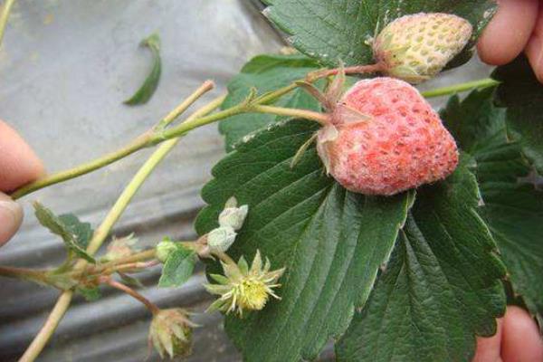 枯草芽孢桿菌使用禁忌