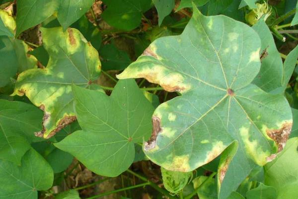 枯草芽孢桿菌使用禁忌