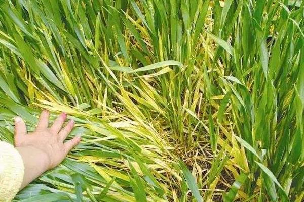 枯草芽孢桿菌使用禁忌