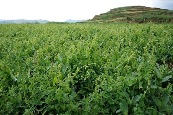 黨參的種植與生長條件