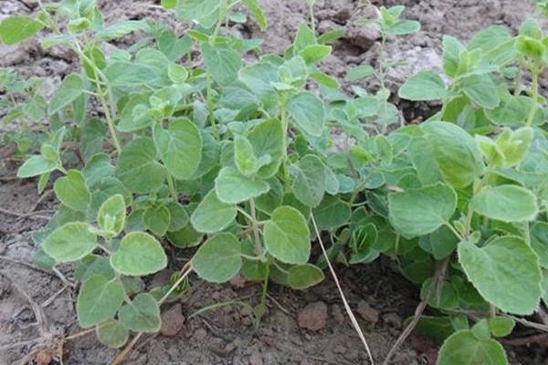 黨參的種植與生長條件