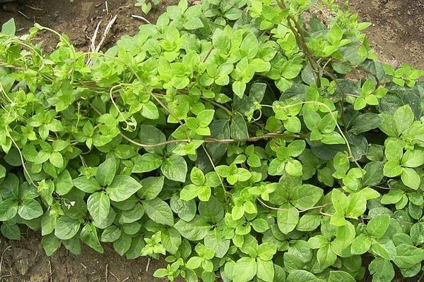 黨參的種植與生長條件