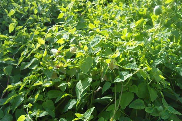 黨參的種植與生長條件