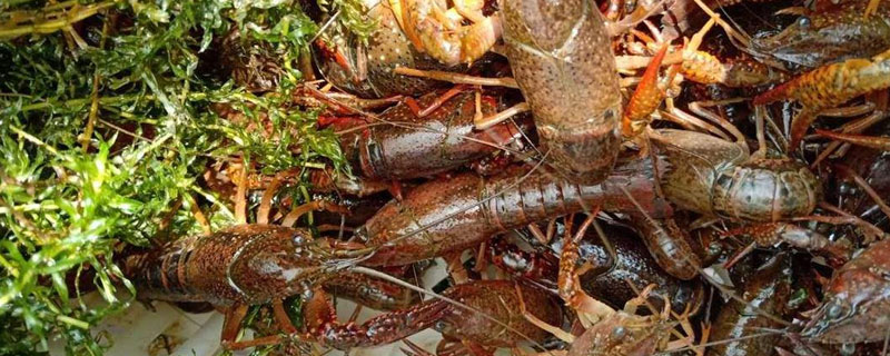 小龍蝦養殖場要多少成本