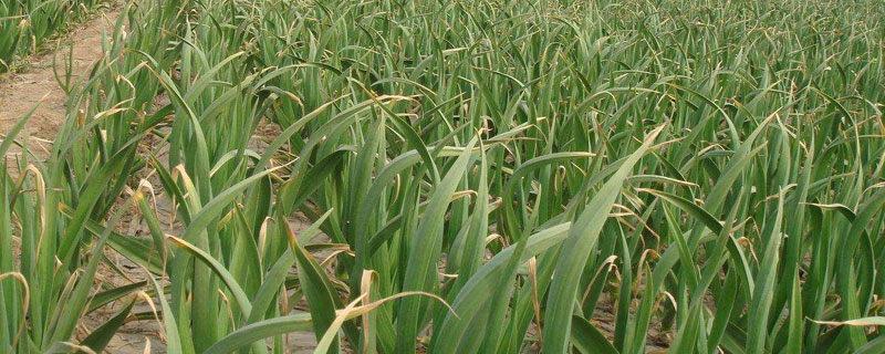 種植大蒜施肥方法