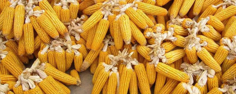 德玉579玉米種子詳情