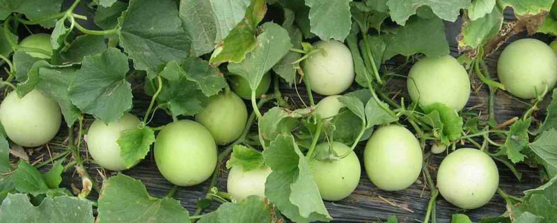 露地甜瓜畝產量