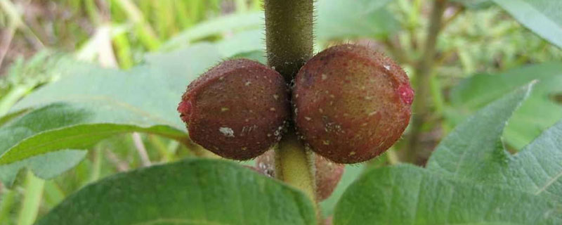 五指毛桃種植每畝產量