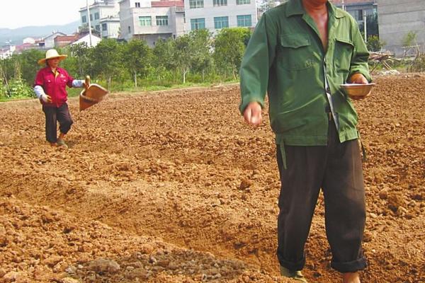 早春露地白菜種植技術