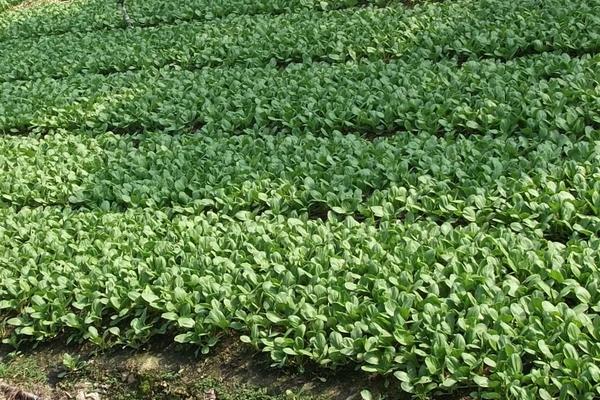 早春露地白菜種植技術