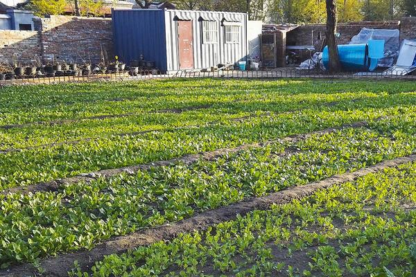 早春露地白菜種植技術