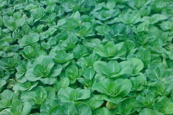 早春露地白菜種植技術