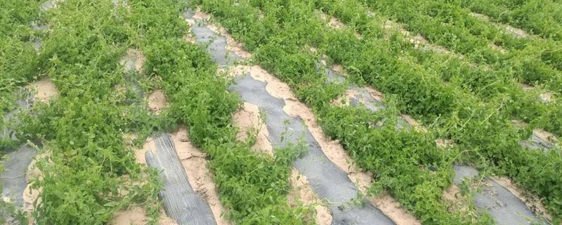 黨參的種植與生長條件