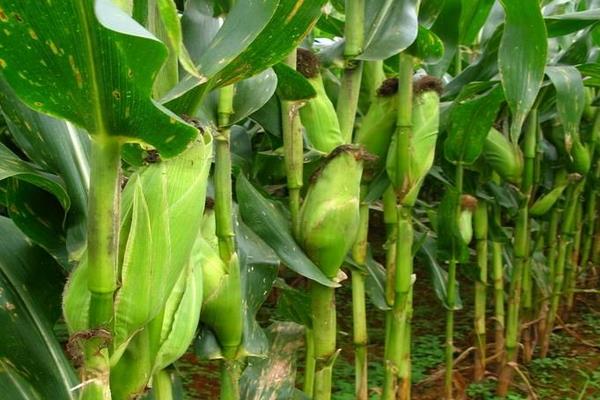 通系939水稻品種介紹