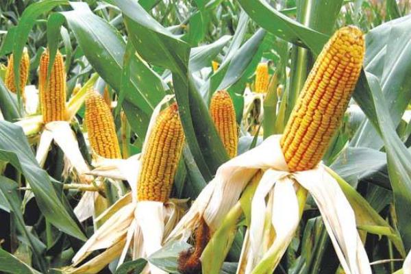 通系939水稻品種介紹