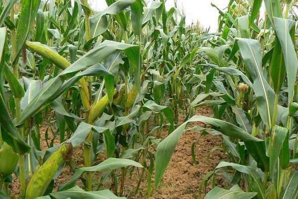 通系939水稻品種介紹