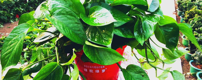 綠航綠蘿的養殖方法