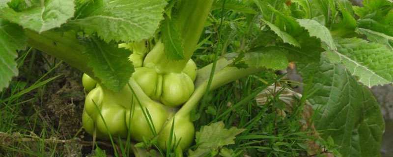 北方榨菜種植時間